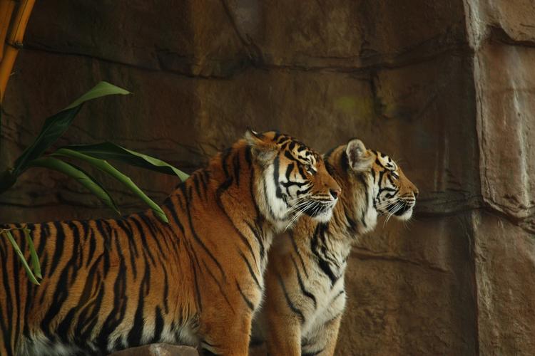 Дрессировщик: «Тигры устроены по-другому»