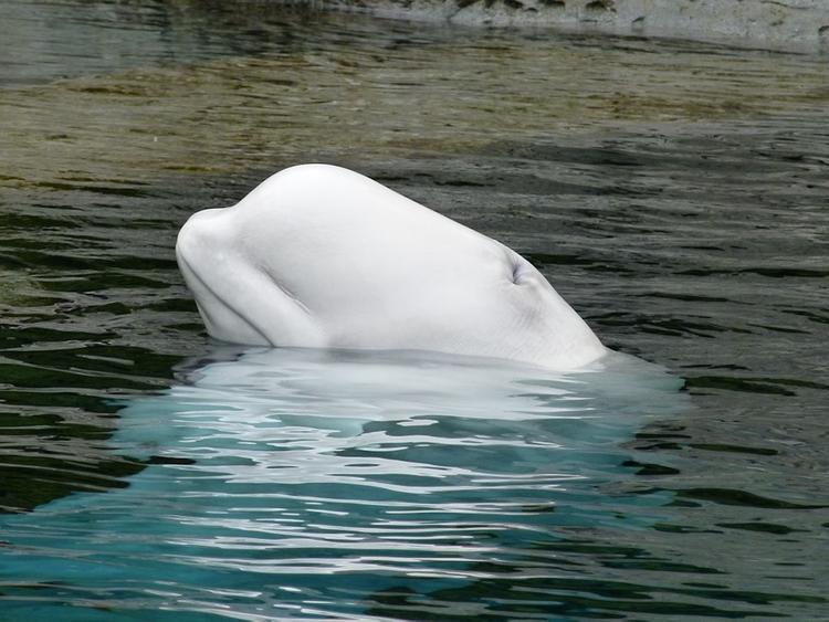 Белый кит замечен в Темзе неподалеку от Лондона