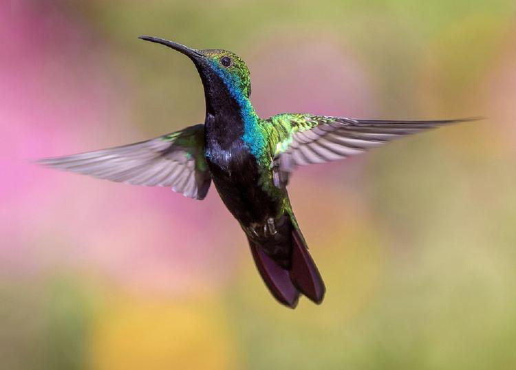 Орнитологи открыли новый вид колибри