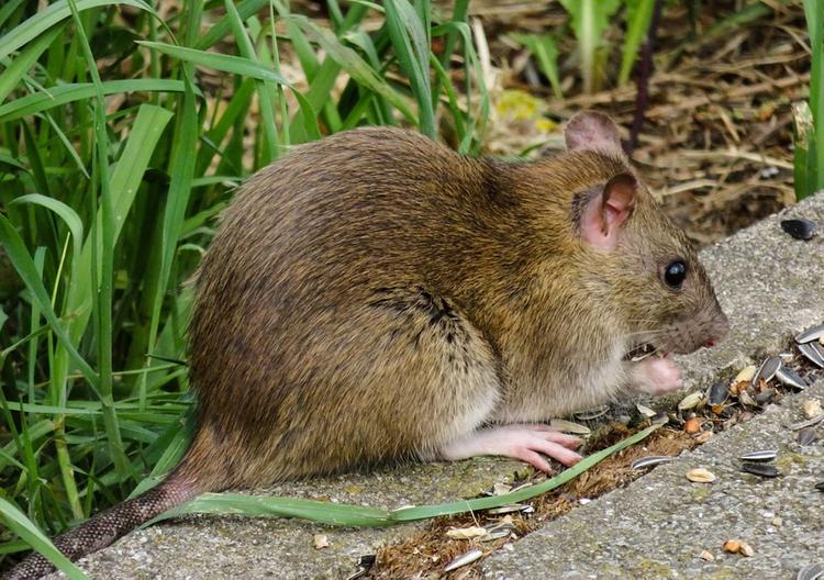 Зафиксирован первый в мире случай заражения человека вирусом гепатита E от крысы
