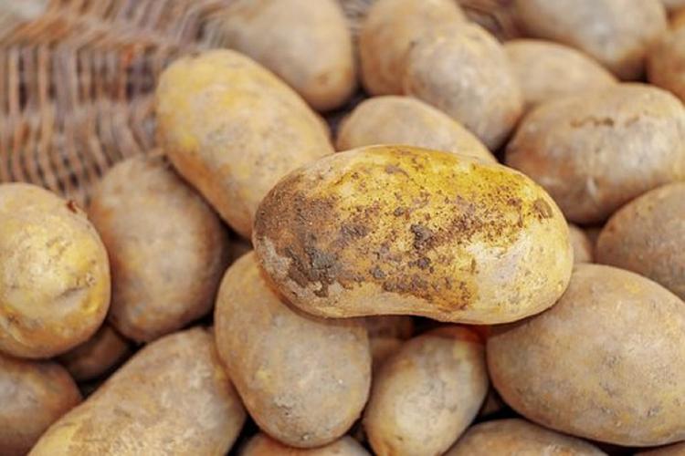 Какую картошку покупают россияне: гниль, химия и тяжелые металлы