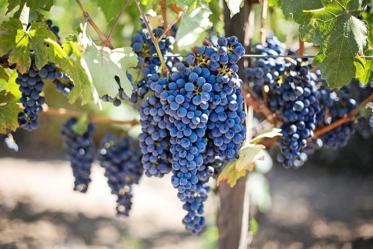 Ученые раскрыли  пользу винограда для профилактики рака
