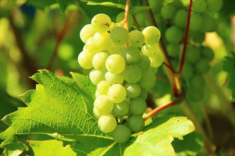 Обычный виноград способен помочь в борьбе с раком легких