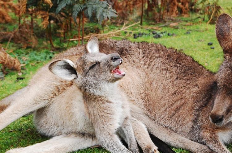 Ученые выяснили, откуда в Австралии взялись кенгуру