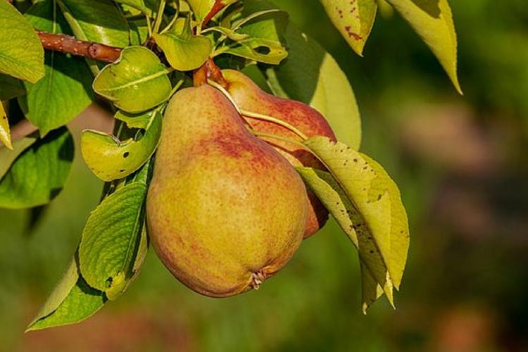 Назван фрукт, который защитит ваш организм осенью