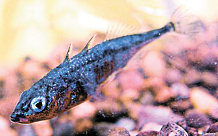 За одного битого двух небитых дают