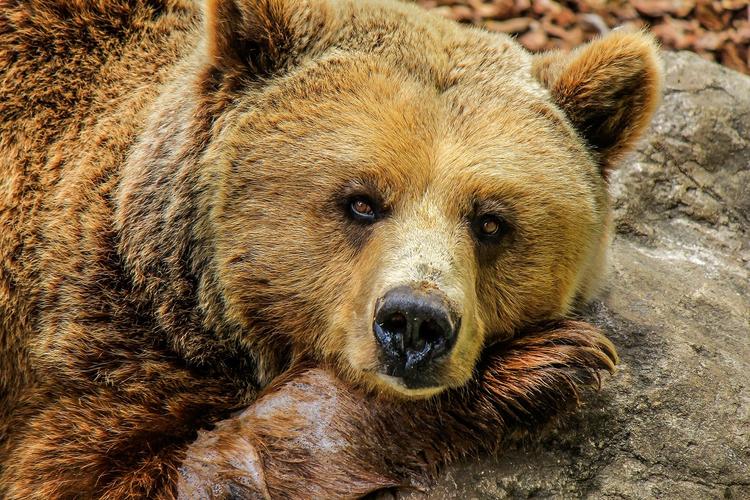 Под Иркутском полицейские застрелили нападавшего на дворы людей медведя