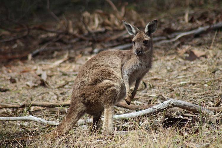 В Австралии кенгуру жестоко избил целую семью