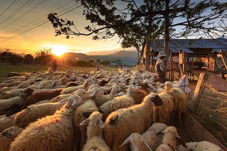 Видео, как через центр Мадрида полторы тысячи овец прогнали