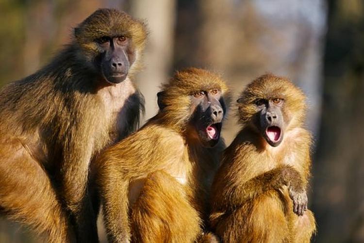 В Индии обезьяны убили человека кирпичами