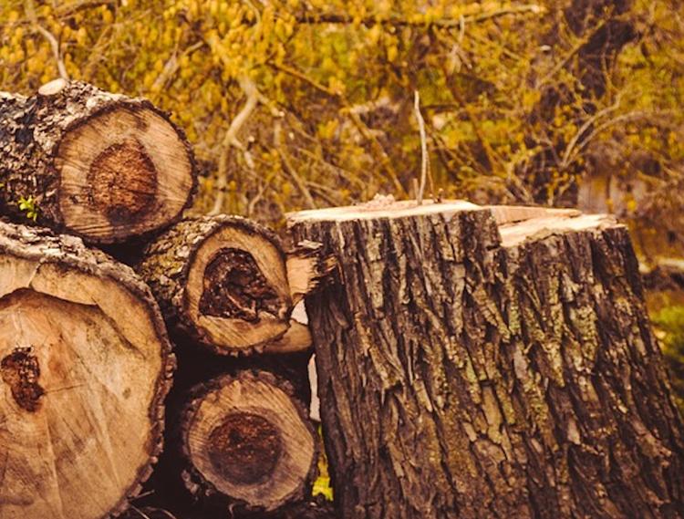 Ученика школы убило спиленным деревом в Кемеровской области
