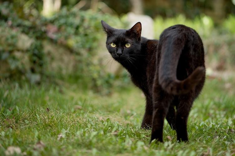 Оптическая иллюзия с черным котом рассмешила пользователей сети