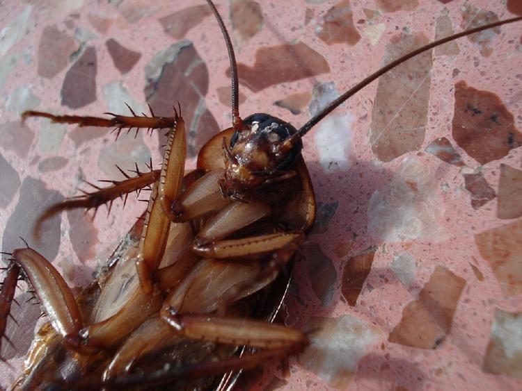 Ученые: тараканы используют карате, чтобы не стать зомби