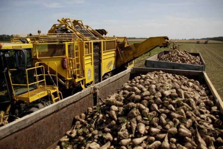Заводы Краснодарского края произвели миллион тонн сахара