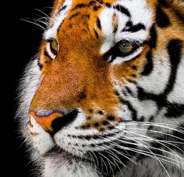 Тигрица, убившая 13 человек, ликвидирована в Индии