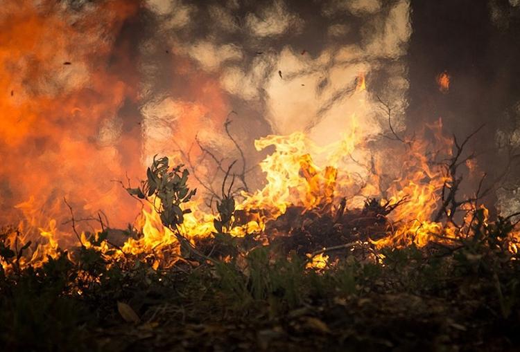 Страшный лесной пожар в Калифорнии унес жизни 29 человек