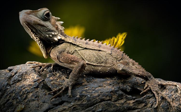 Ученые нашли следы необычной рептилии