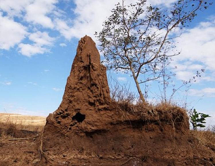 Термитники возрастом 3800 лет найдены в Бразилии