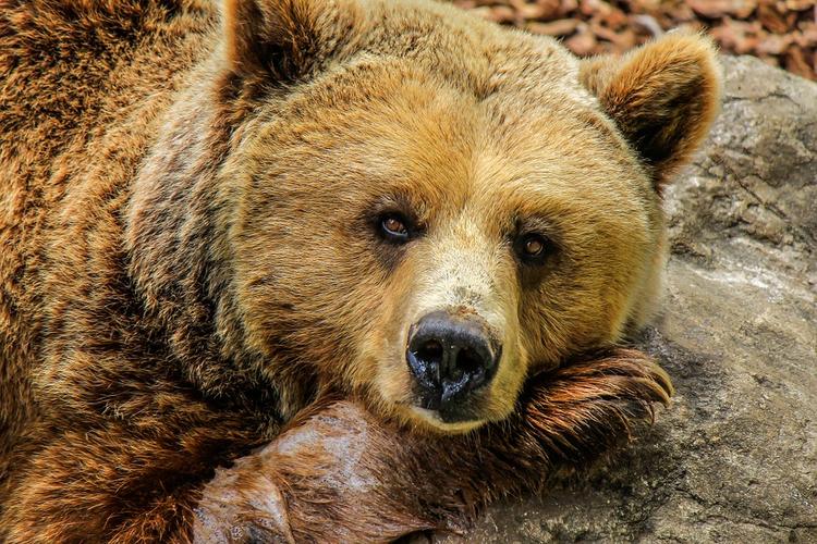 Зима близко: в Московском зоопарке уснули медведи