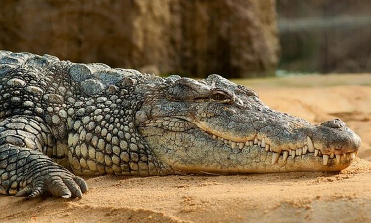 В столичном ТЦ изъяли крокодила и арестовали черепах
