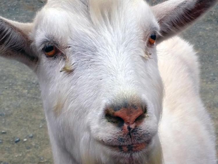 В Сербии коза съела 20 тысяч евро и не выжила