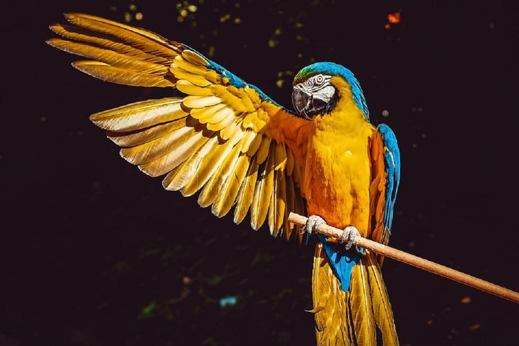 Ученые раскрыли причину долголетия попугаев
