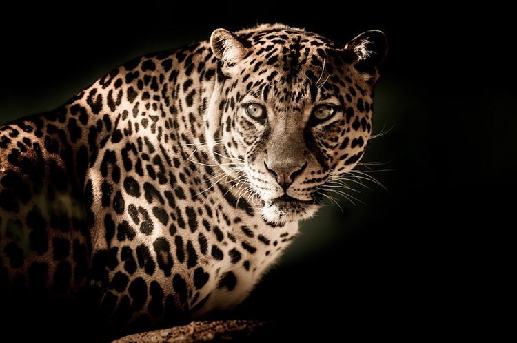 В Индии леопард утащил в лес трехлетнего ребенка и жестоко с ним расправился
