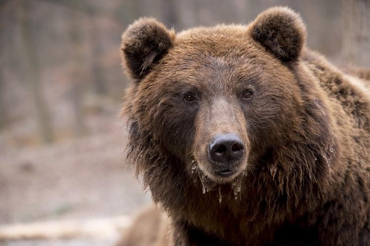 Медведь убил жителя Челябинской области