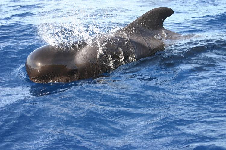 Япония намерена возродить  китобойный промысел