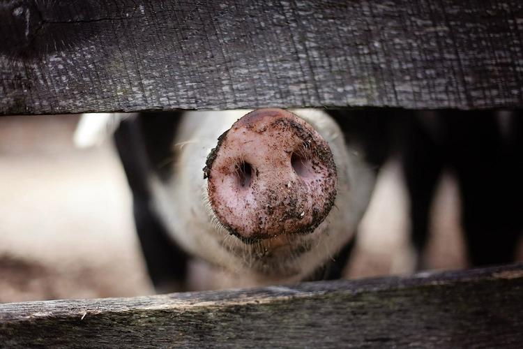 Домашняя свинья напала на хозяина в Пушкино