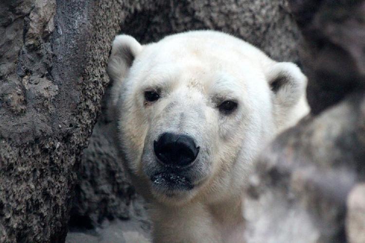 В Эстонии усыпили подаренного Россией белого медведя