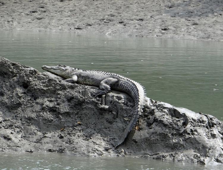 На похороны крокодила в Индии пришли 500 человек