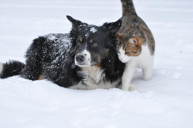 Названы самые популярные у россиян клички и породы собак и кошек