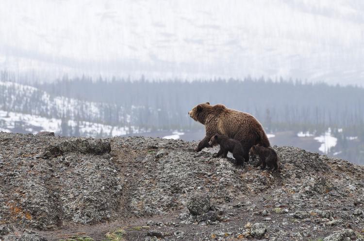 Медведь на Камчатке решил не впадать в спячку