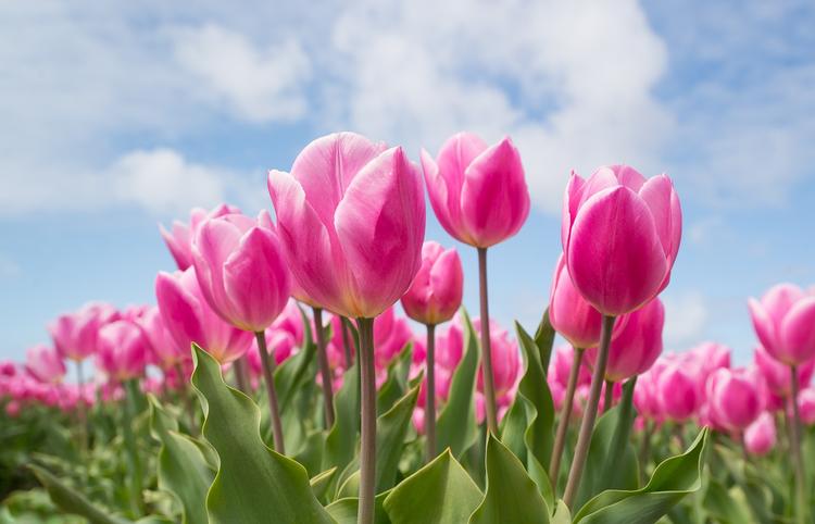 Сила цветов: в Нидерландах начался сезон тюльпанов