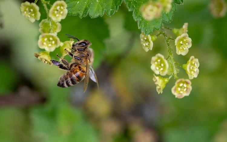 Учёные научили пчёл считать