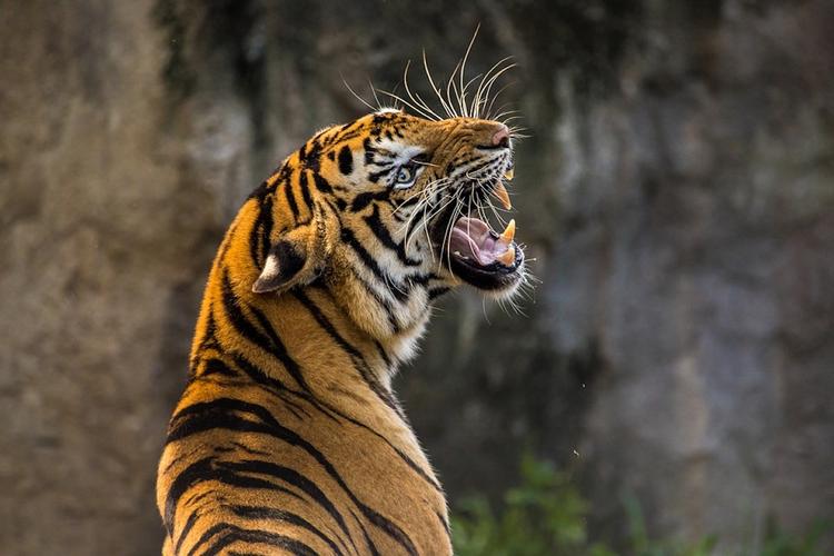 В Лондонском зоопарке тигр убил свою невесту во время "первого свидания"