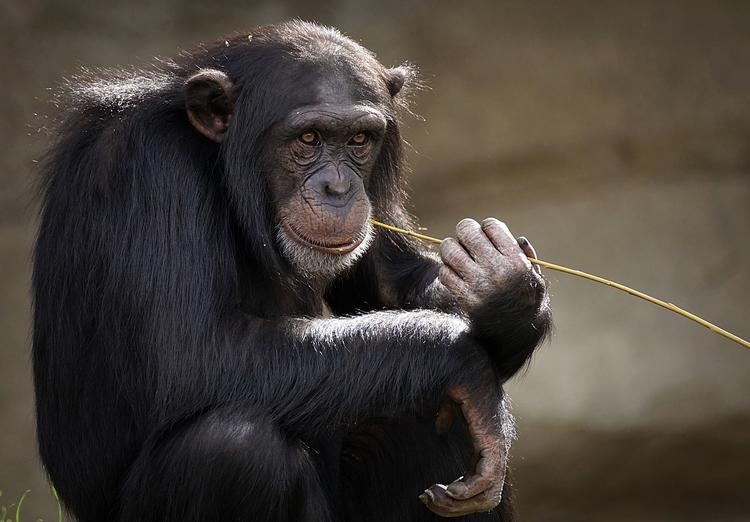 В Ирландии сбежавшие шимпанзе погуляли по зоопарку, а затем вернулись в вольер