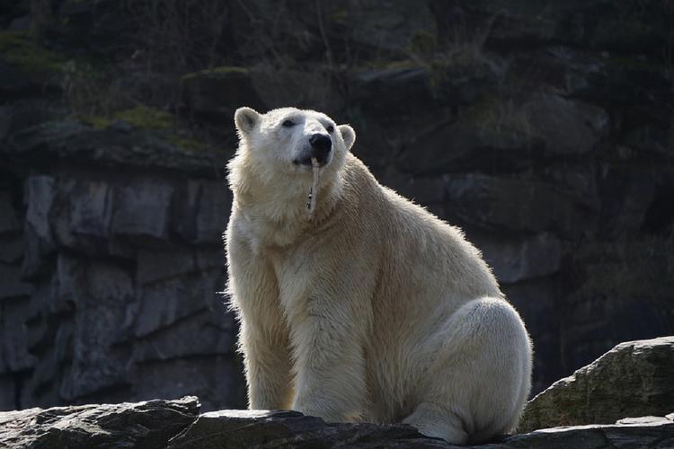 В WWF объяснили нашествие медведей на Новой Земле