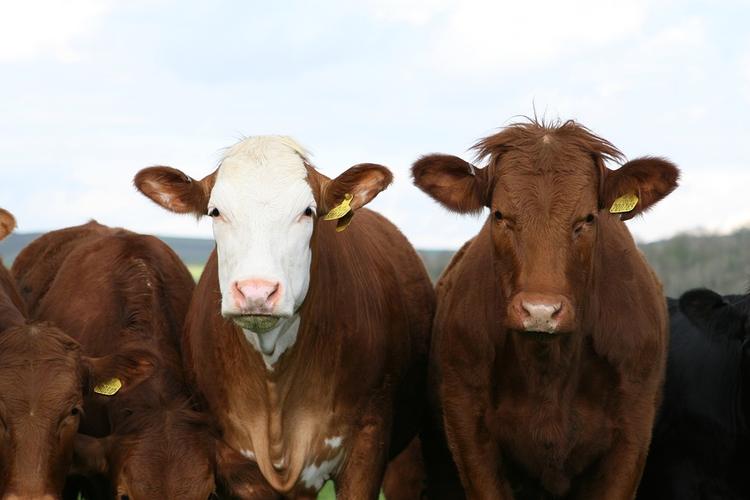В Великобритании создали мобильное приложение для коровьих знакомств
