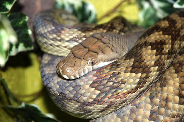 Ученые узнали, как змеи лишились своих конечностей