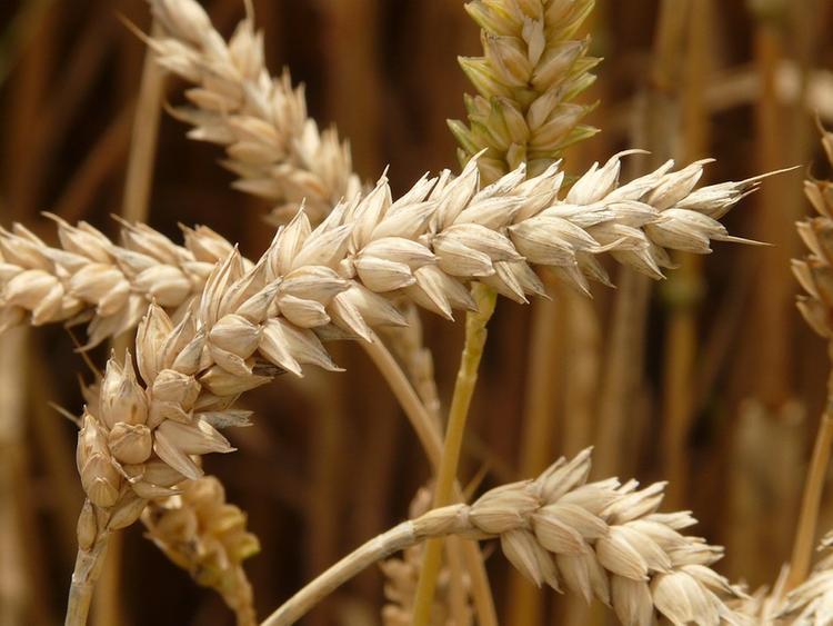 Россия отправила в КНДР 2 тысячи тонн пшеницы