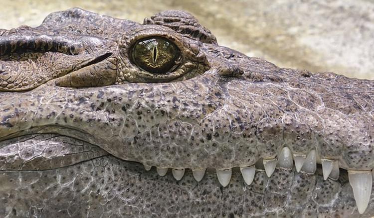 В США спасли аномального крокодила