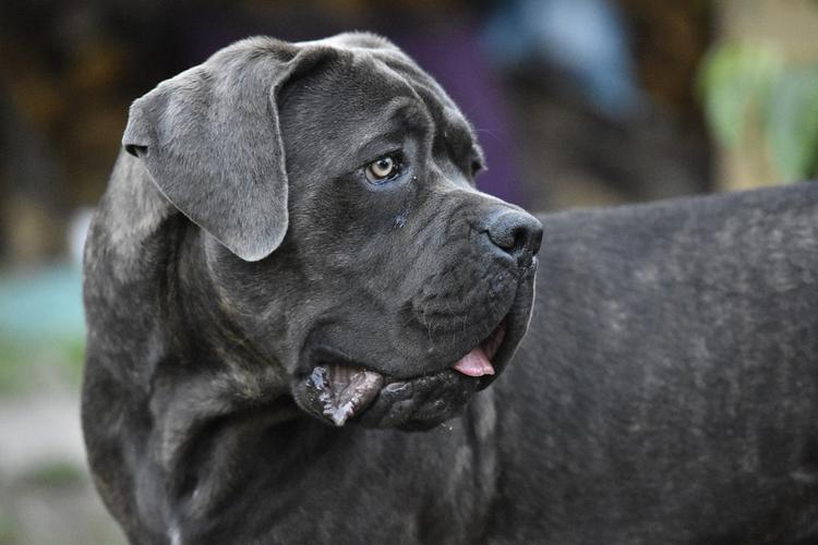 Полный список  потенциально опасных пород собак, составленный МВД
