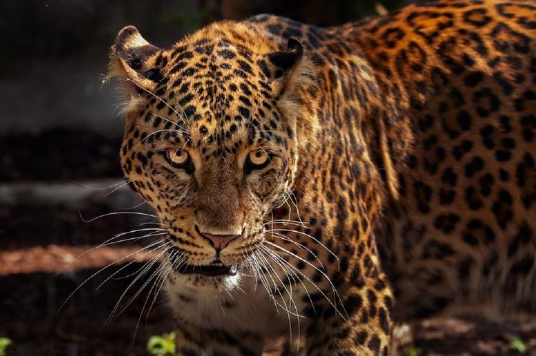 Все ради селфи: в США ягуар напал на посетительницу зоопарка