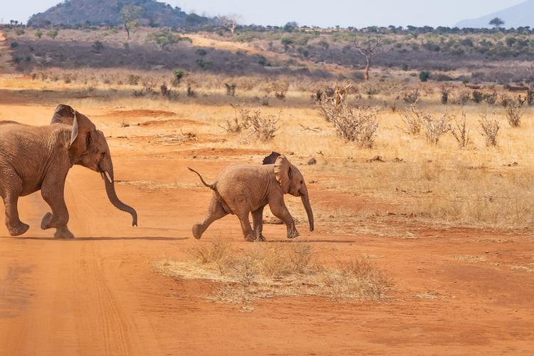 Розового слонёнка обнаружили в Южной Африке