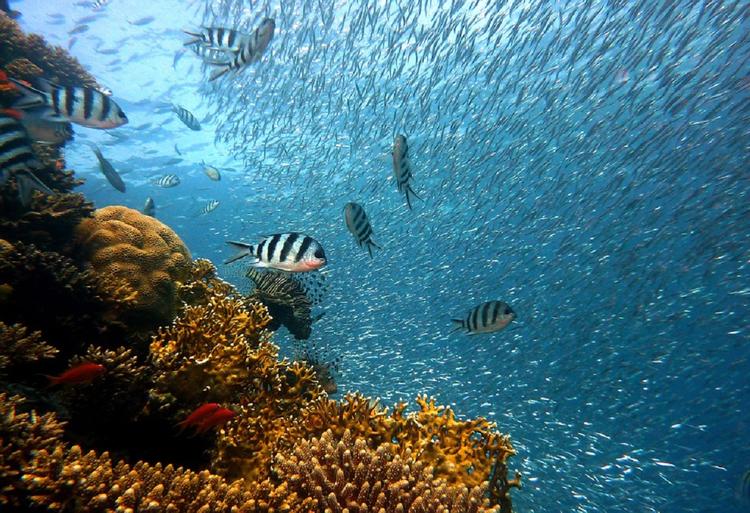 У побережья Италии обнаружен уникальный коралловый риф