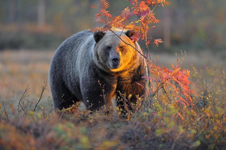 Минприроды занизило цены на медведей, лосей и барсуков
