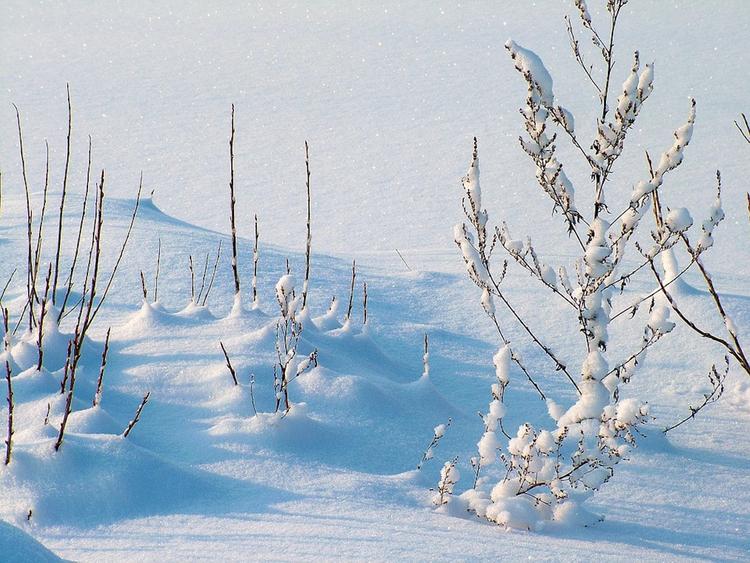 Синоптики сообщили, когда из Москвы исчезнет снег