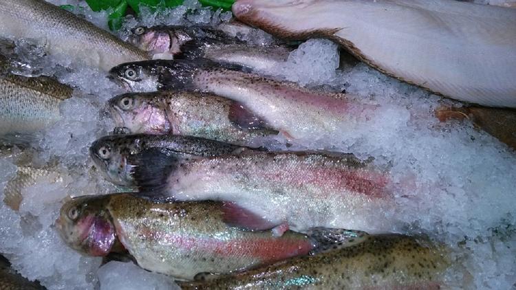 Пять с половиной тонн красной рыбы украли в Красногорске